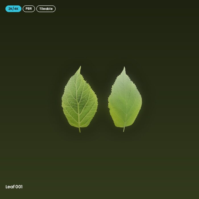 Leaf 001