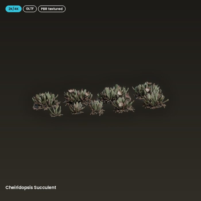 Cheiridopsis Succulent