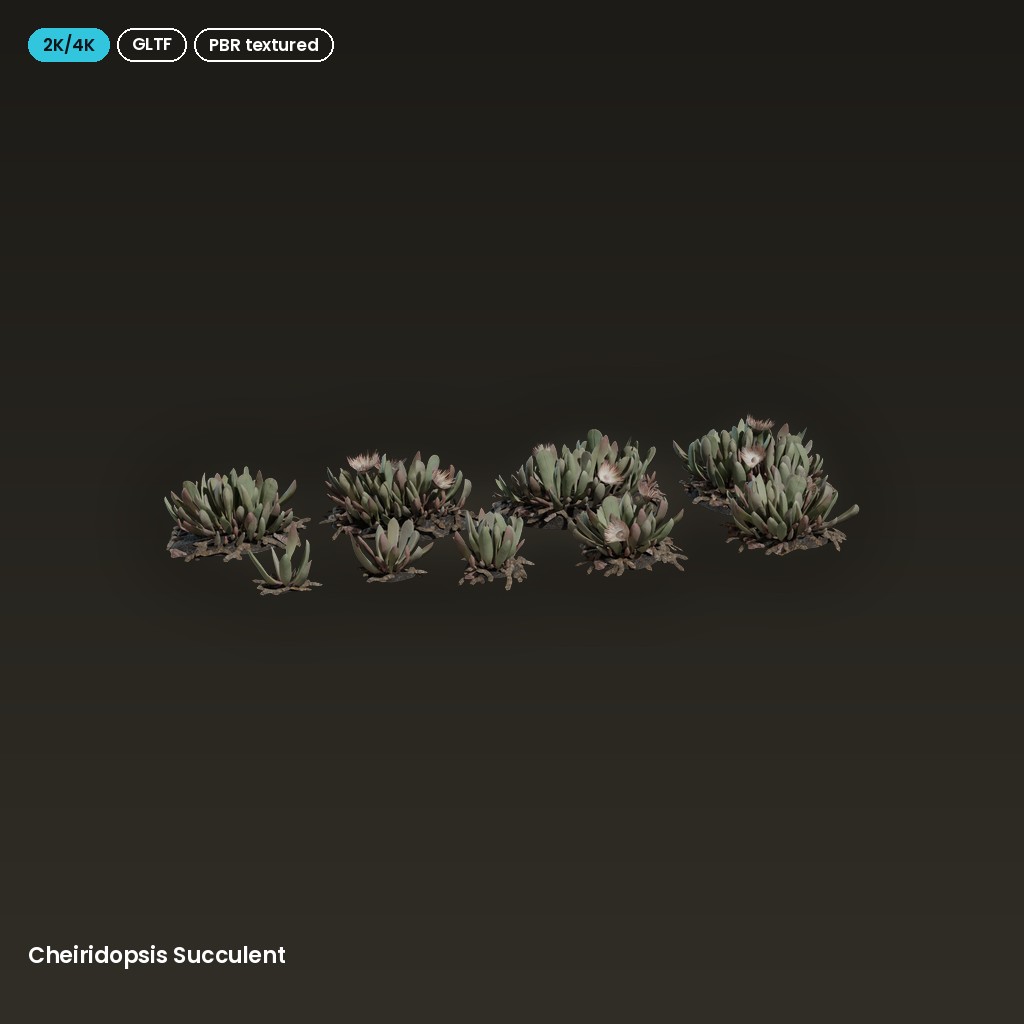 Cheiridopsis Succulent
