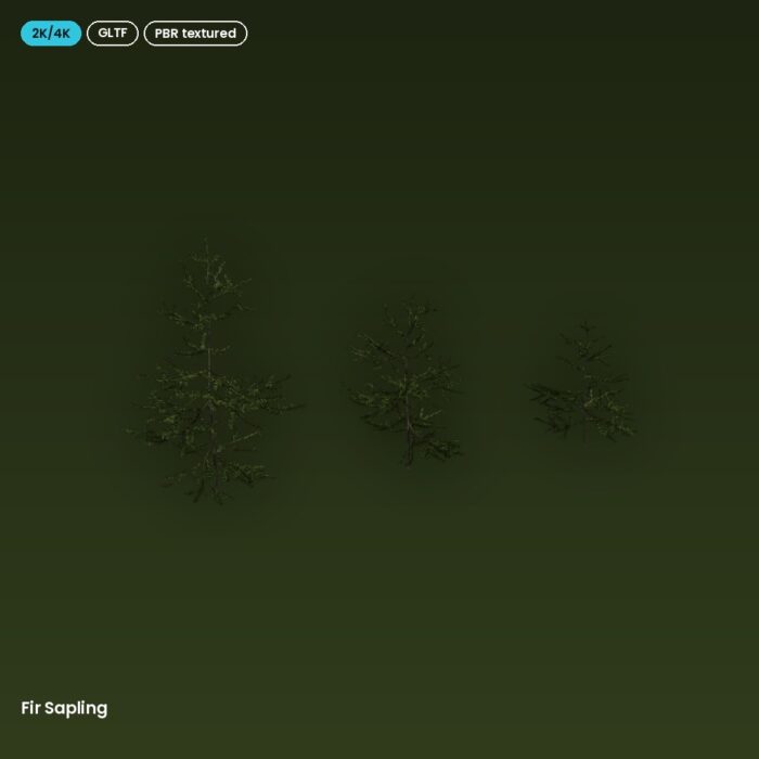 Fir Sapling