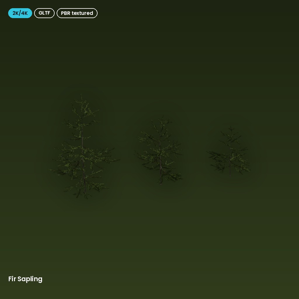 Fir Sapling