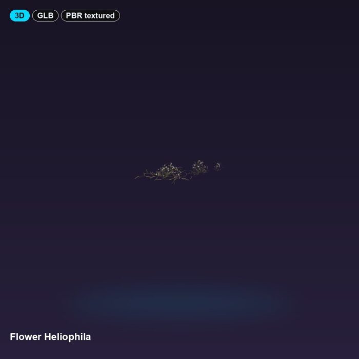 Flower Heliophila