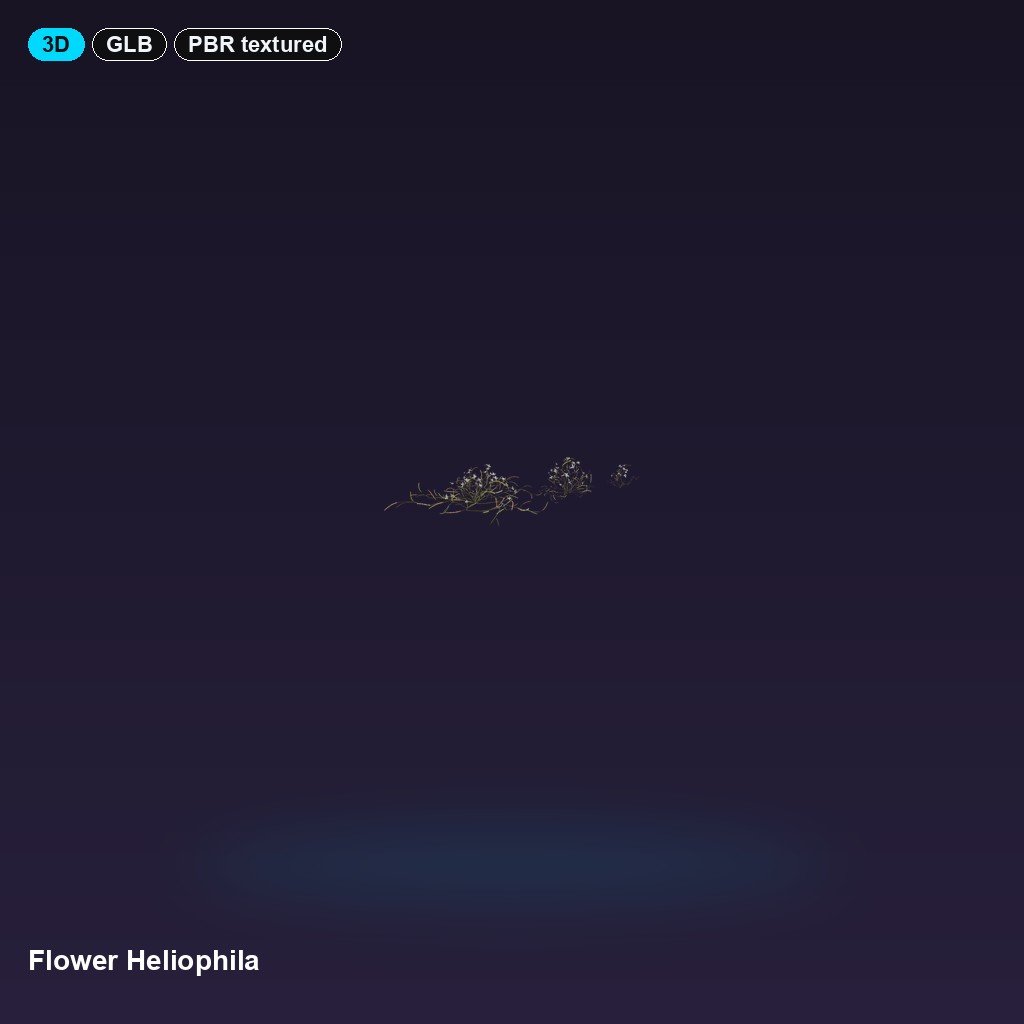 flower-heliophila