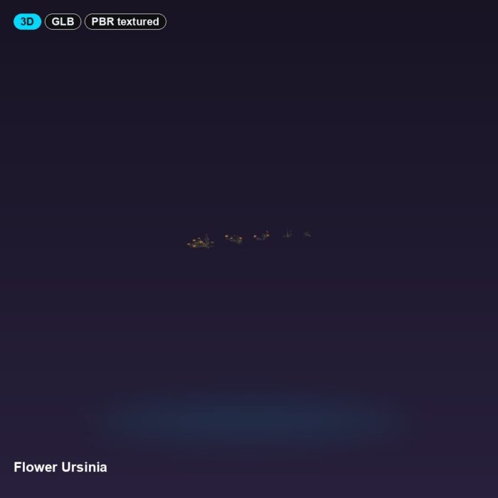 Flower Ursinia