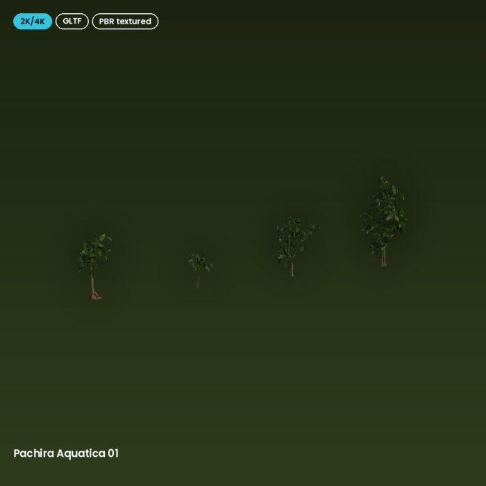 Pachira Aquatica 01