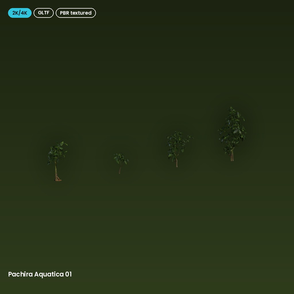 Pachira Aquatica 01